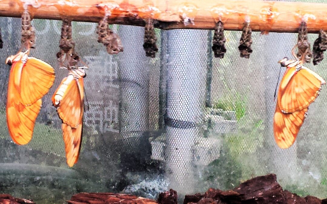 Become a student of change