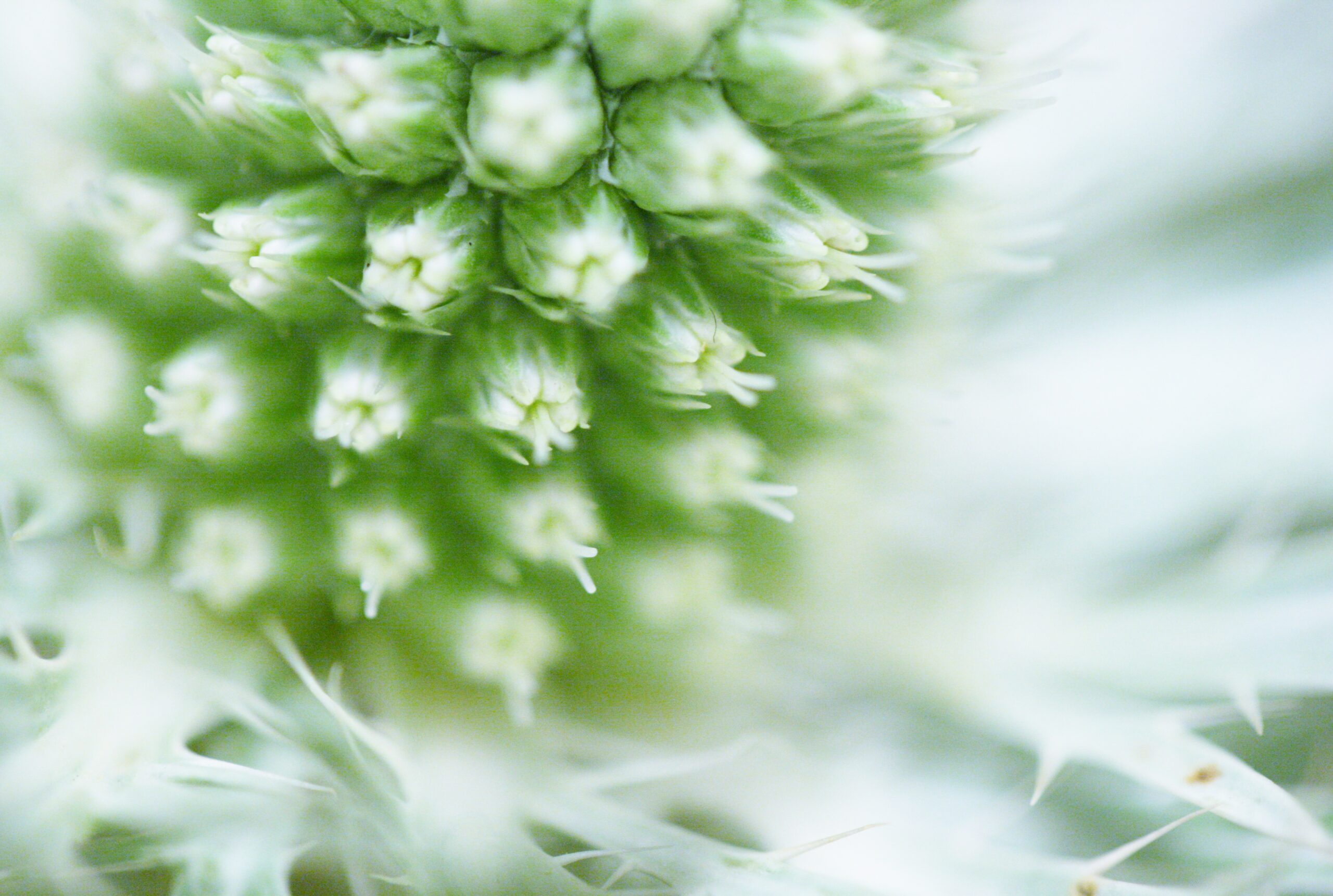Wit - groene distel - prikkelbaar - december stress