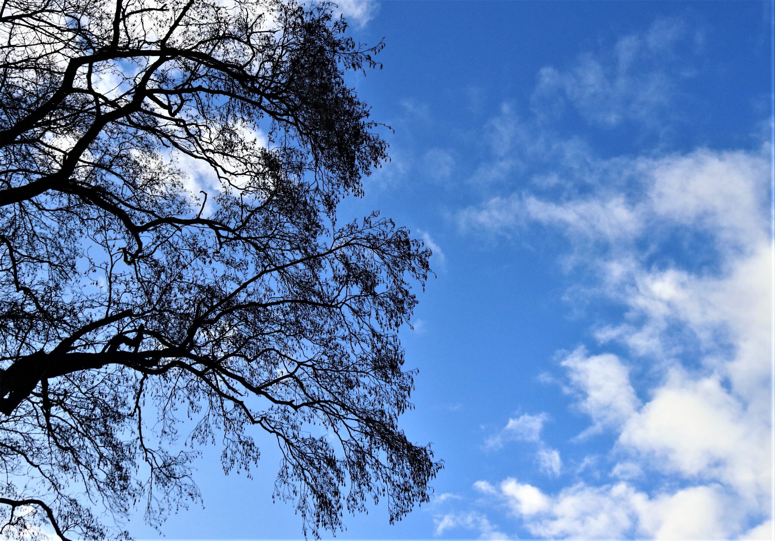 Kale boom tegen blauwe lucht met witte wolken