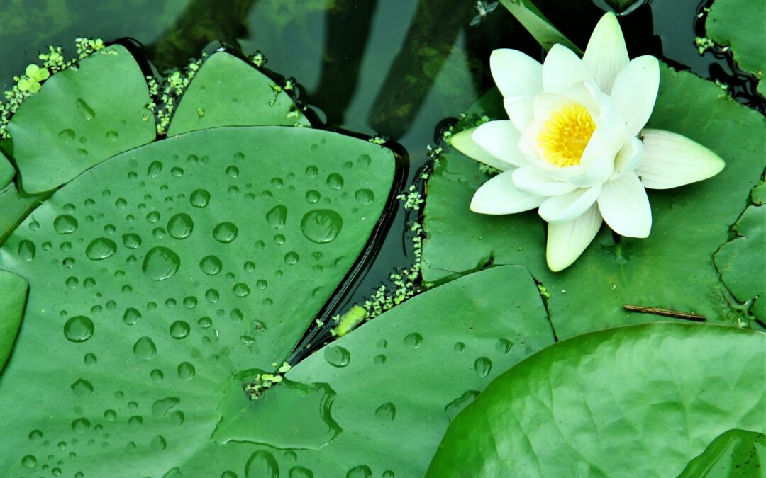 Tips om meer te genieten