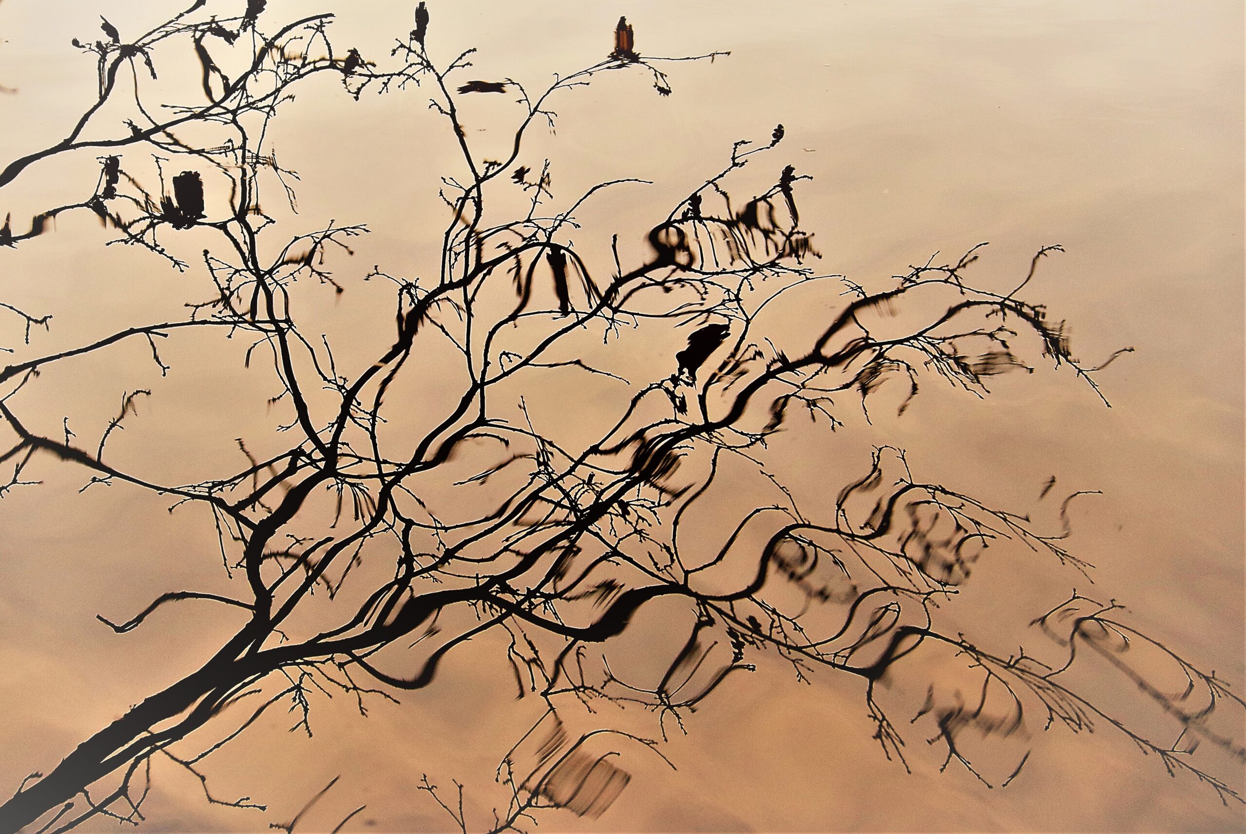 Reflectie van takken in water - Druk zijn -Wendela van Beek Rust in mijn hoofd coaching