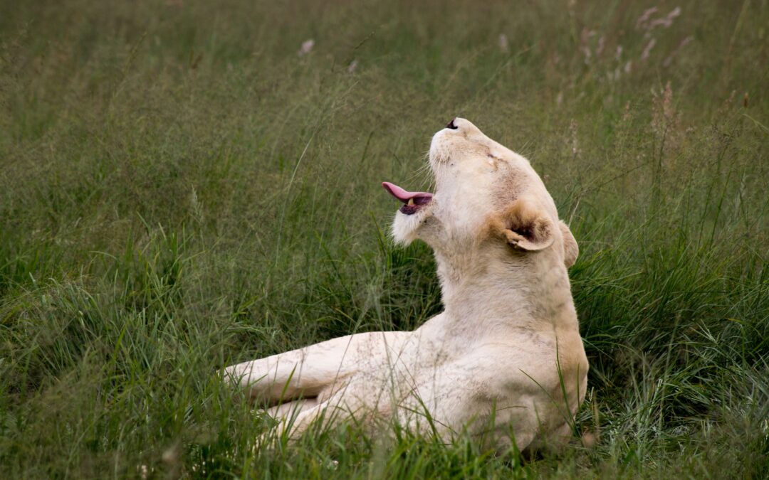 Hiervan ga je gapen!