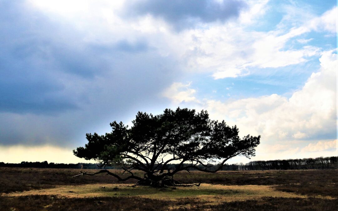 Mijn top vijf rustgevers