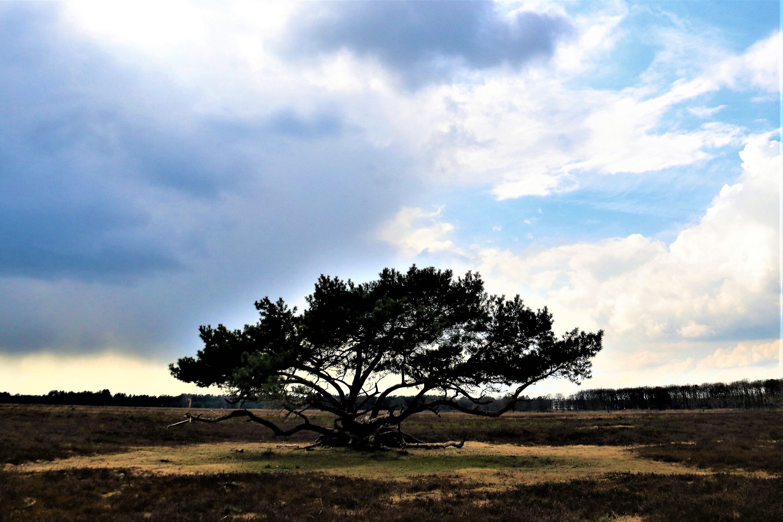 Boom op de hei - Rust in mijn hoofd coaching - Tips voor rust
